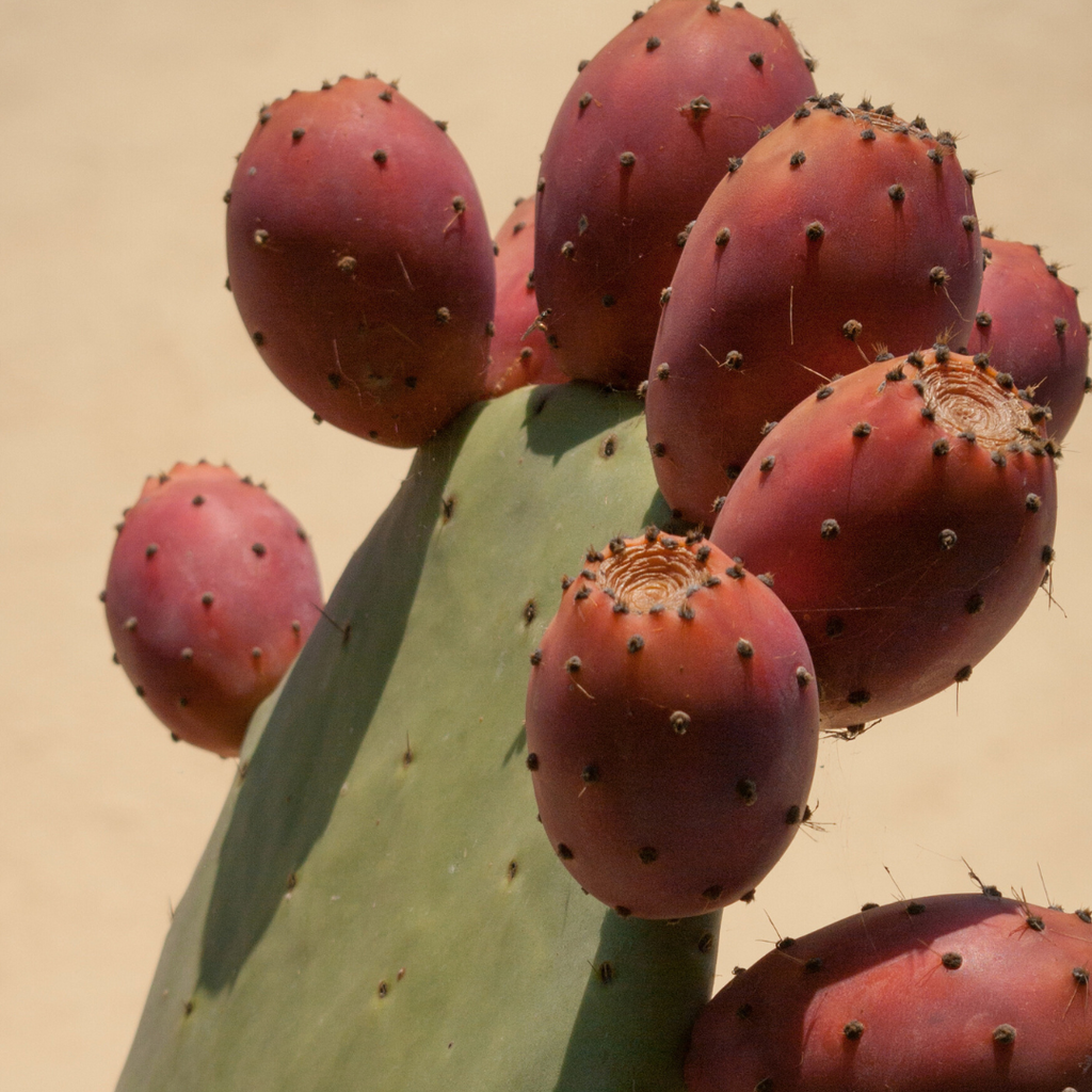 Prickly Pear Oil: The Unexpected Hero for Oily Skin